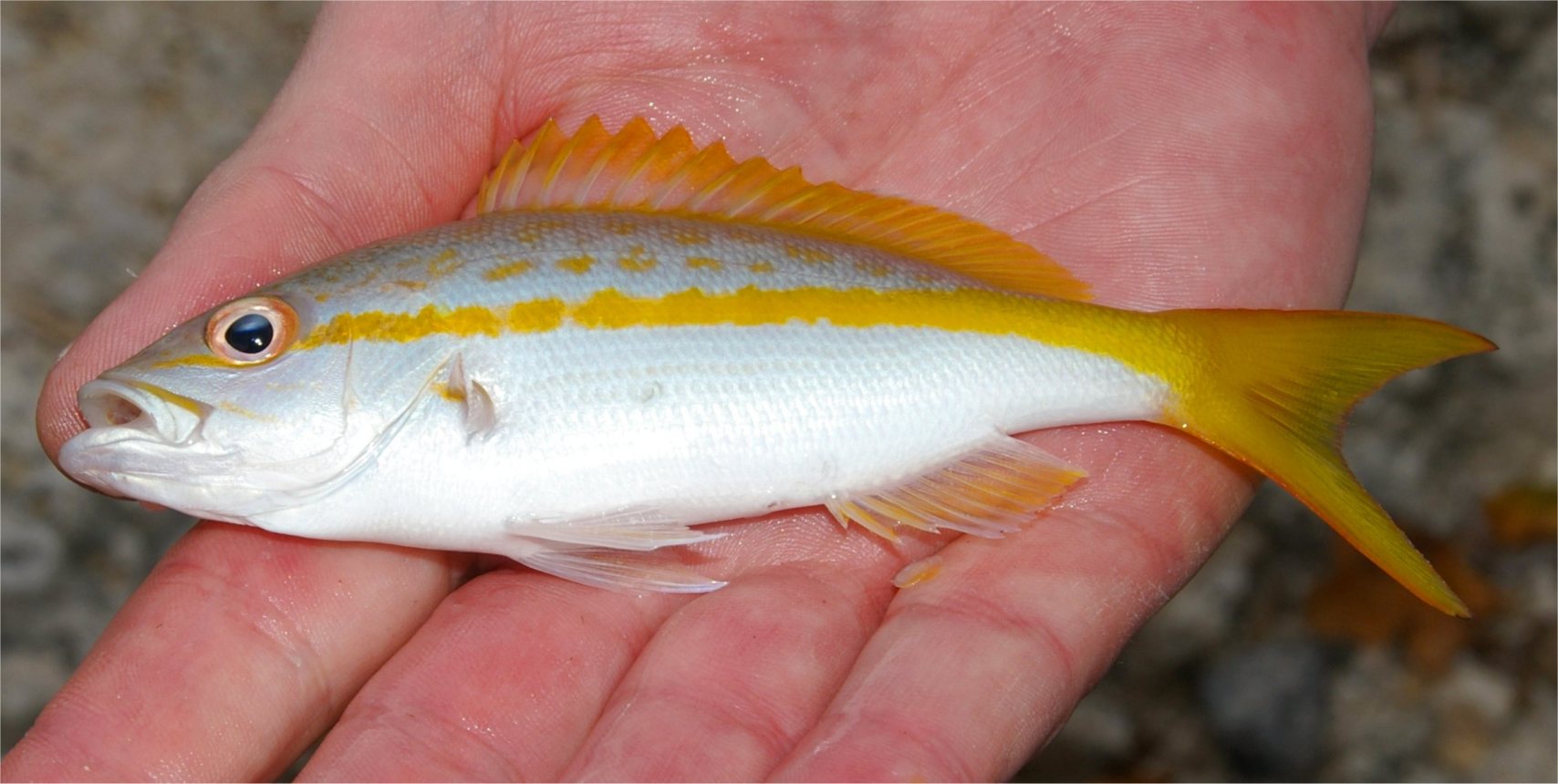 Snapper, Yellowtail uconn fishhead